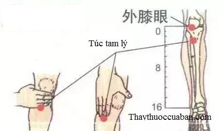 Hình ảnh huyệt túc tam lý