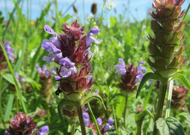 Vị thuốc Chữa ung thư