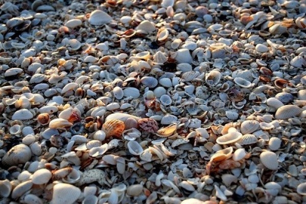 Vị thuốc Chữa ung thư