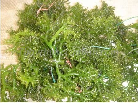 Vị thuốc Chữa ung thư