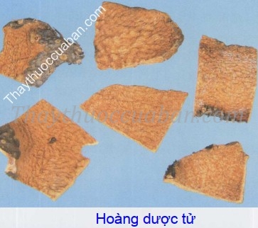 Vị thuốc Chữa ung thư