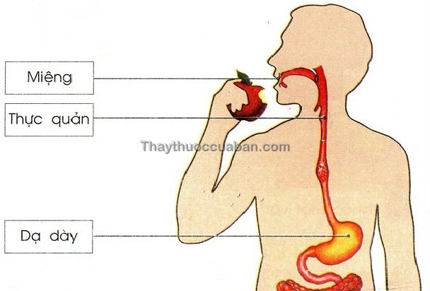 Vị trí thực quản