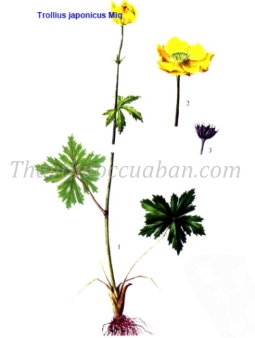 Vị thuốc Trường bạch kim liên hoa