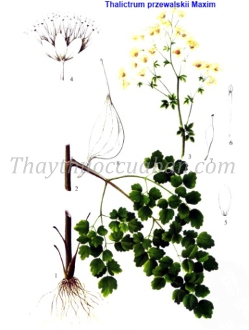 Vị thuốc Trường bỉnh đường tùng thảo