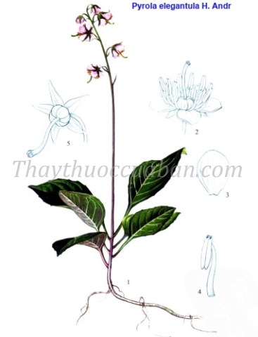 Vị thuốc Trường diệp lộc đề thảo