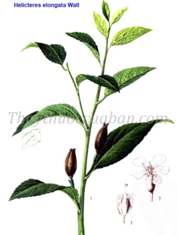 Vị thuốc Trường diệp sơn chi ma 