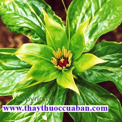 Hình ảnh cây thất diệp nhất chi hoa, vị thuốc thất diệp nhất chi hoa