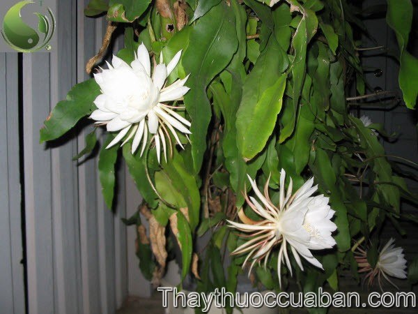 Quỳnh hay Huỳnh hoa - Epiphyllum oxypetalum (DC.) Haw. (Cereus oxypetalus DC.), thuộc họ Xương rồng - Cactaceae.