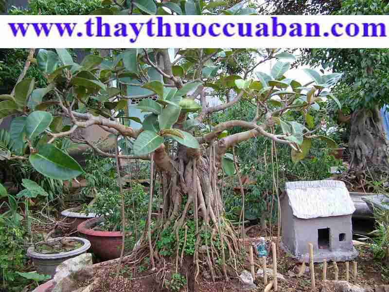 Cây đa chữa xơ cổ chướng