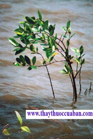 Cây mắm chữa bệnh hủi