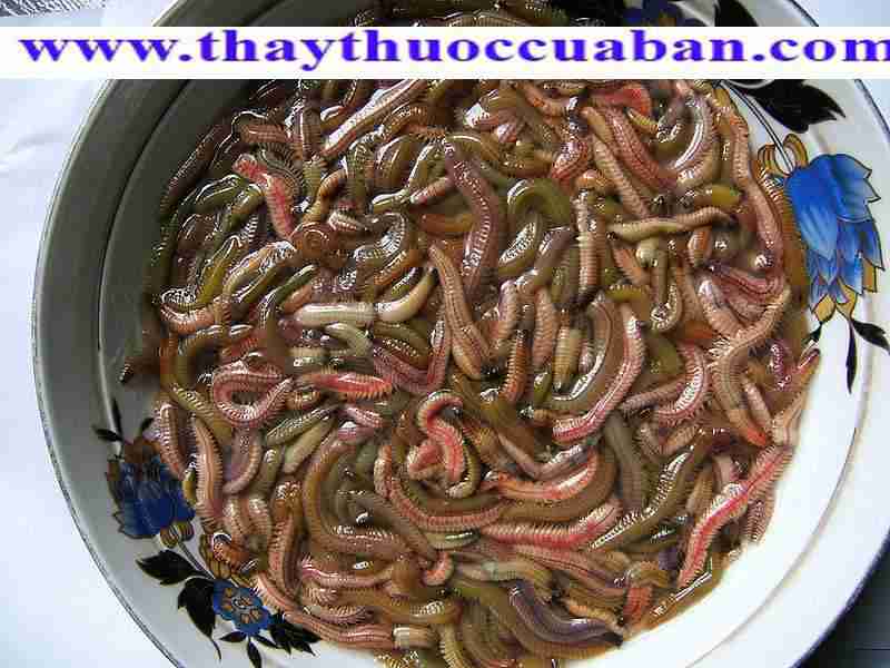 Hình ảnh con rươi, rươi