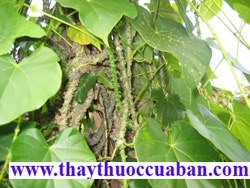 Dây Ký ninh-vị thuốc chữa sốt rét