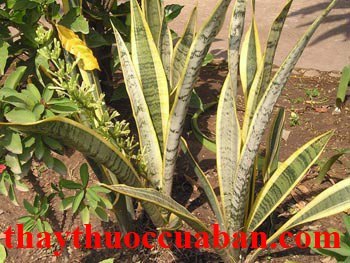 Hổ vĩ, cây cưỡi hổ