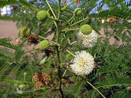 Keo giậu vị thuốc trị giun