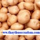 Khoai tây - Solanum tuberosum L, Tác dụng của Khoai tây - Solanum chữa say nắng...