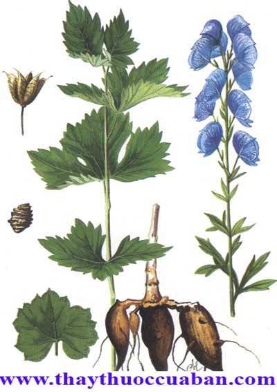 Hình ảnh cây ô đầu, ô đầu