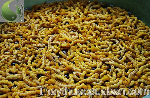 Hình ảnh con sâu chít, sâu chít