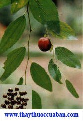 Táo nhân, Tác dụng của Táo nhân chữa mồ hôi trộm,