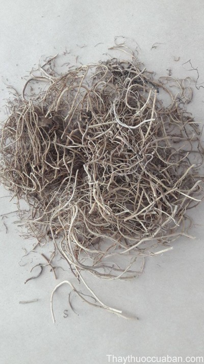 C&acirc;y tế t&acirc;n