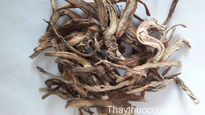 Hình ảnh vị thuốc tục đoạn