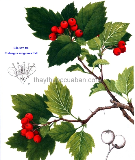 Hình ảnh cây Bắc sơn tra