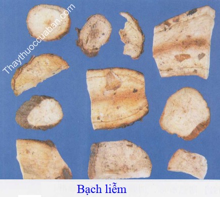 Hình ảnh vị thuốc bạch liễm