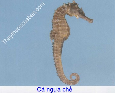 Hình ảnh vị thuốc cá ngựa chế