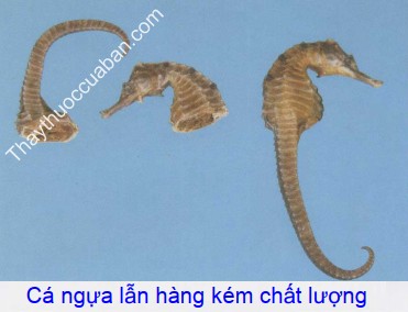 Hình ảnh vị thuốc cá ngựa kém chất lượng