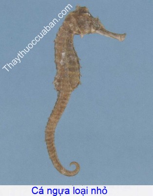 Hình ảnh vị thuốc cá ngựa nhỏ