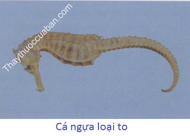 Hình ảnh vị thuốc cá ngựa to