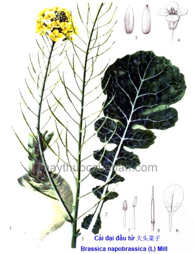 Cải đại đầu tử 