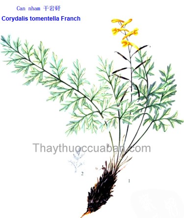 Vị thuốc Can nham 