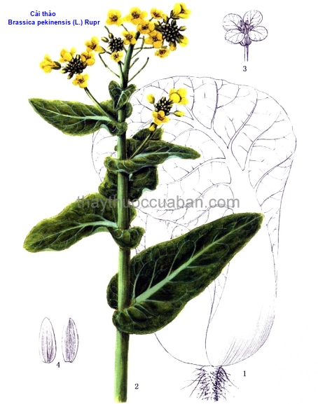 Hình ảnh cây Cải Thảo