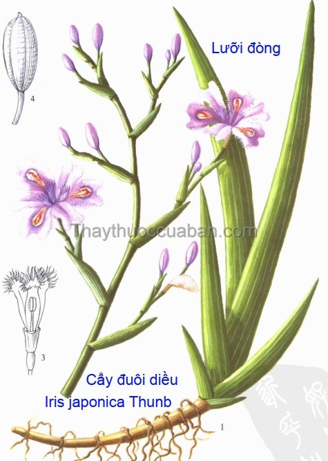 Hình ảnh cây đuôi diều