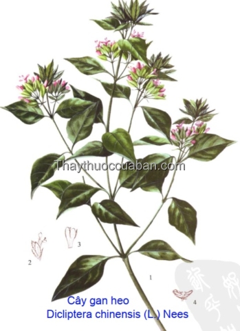 Hình ảnh cây gan heo