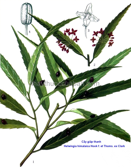 Hình ảnh cây Thanh giáp