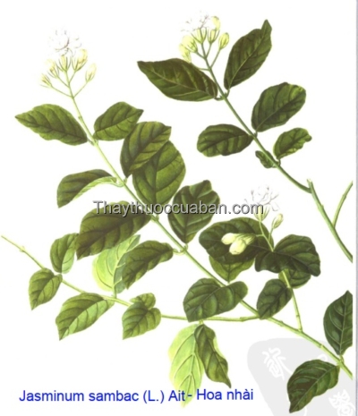 Hình ảnh cây hoa nhài