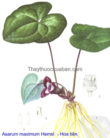 Hình ảnh cây hoa tiên to