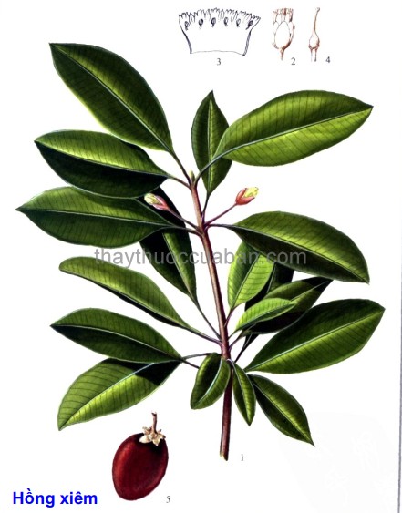 Hình ảnh cây Hồng xiêm