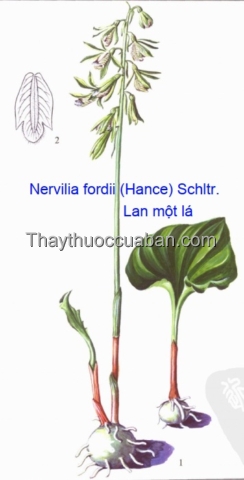 Hình ảnh cây lan một lá