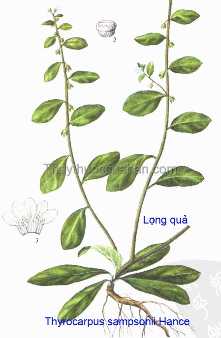 Hình ảnh cây lọng quả