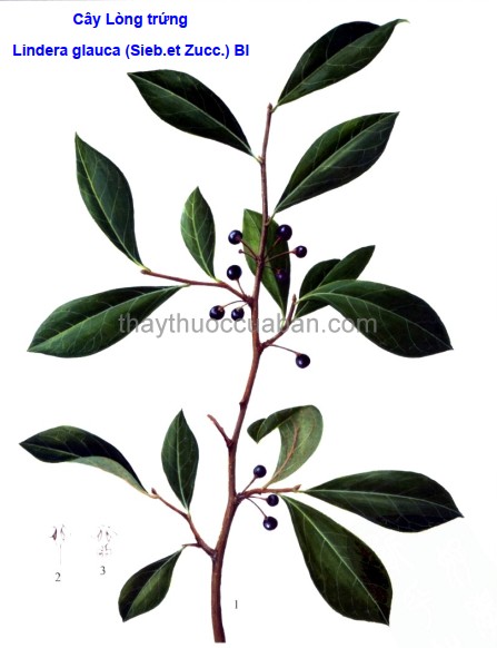 Hình ảnh cây Lòng trứng