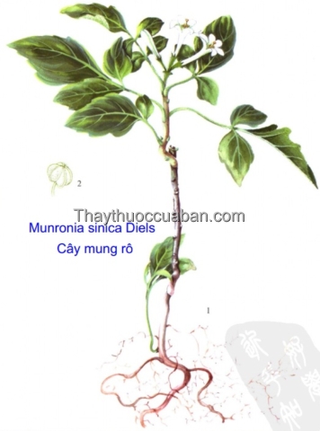 Hình ảnh cây mung rô Trung Quốc