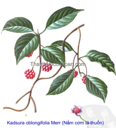 Hình ảnh cây nắm cơm lá thuốn