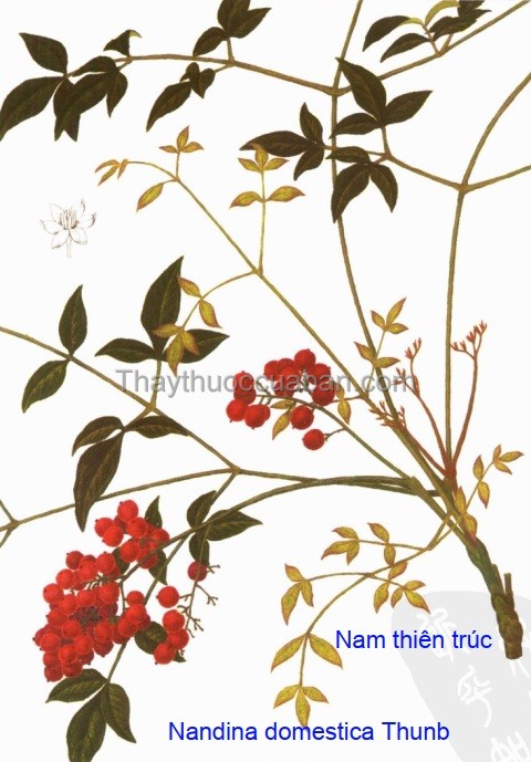 Hình ảnh cây nam thiên trúc