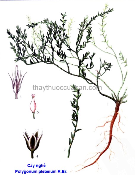 Hình ảnh cây Nghể