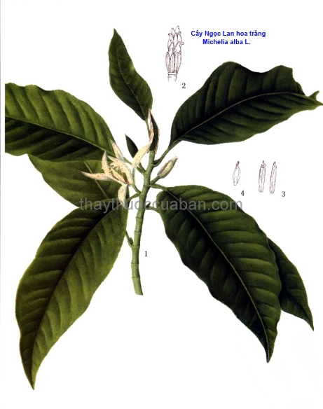 Cây Ngọc lan hoa trắng - Michelia Alba L