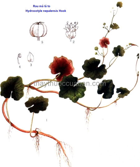 Hình ảnh cây Rau má lá to- Hydrocotyle Nepalensis