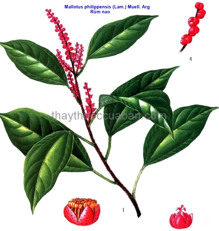 Hình ảnh cây Rùm mao