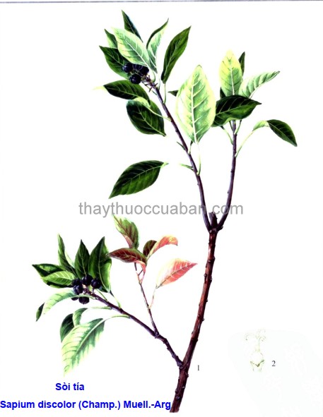 Hình ảnh cây sòi tía